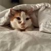 sisulexi